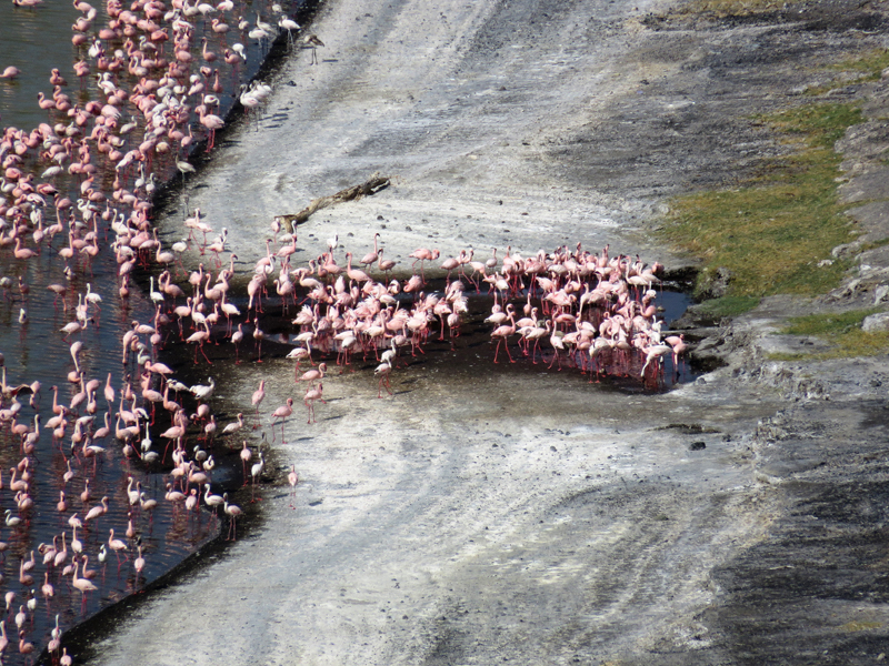 Lesser Flamingos. Photo © Gina Nichol. 