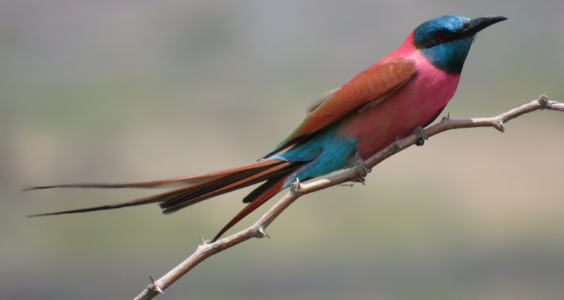 Northern Carmine Bee-eater . Photo  Gina Nichol. 