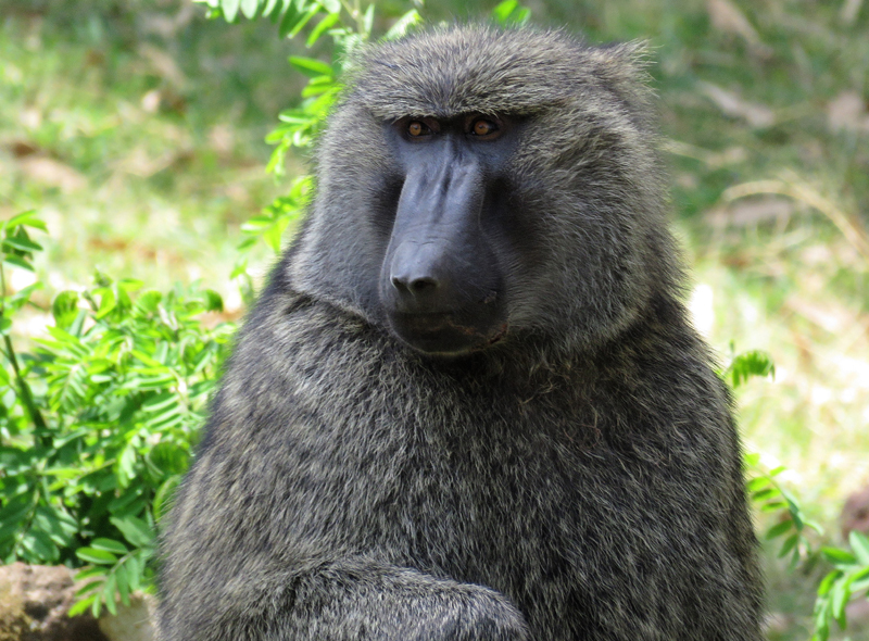 Olive Baboon. Photo  Gina Nichol. 