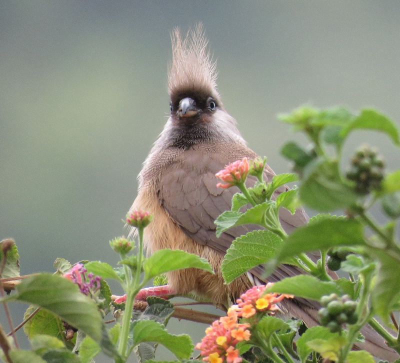 Speckled Mousebird. Photo  Gina Nichol. 