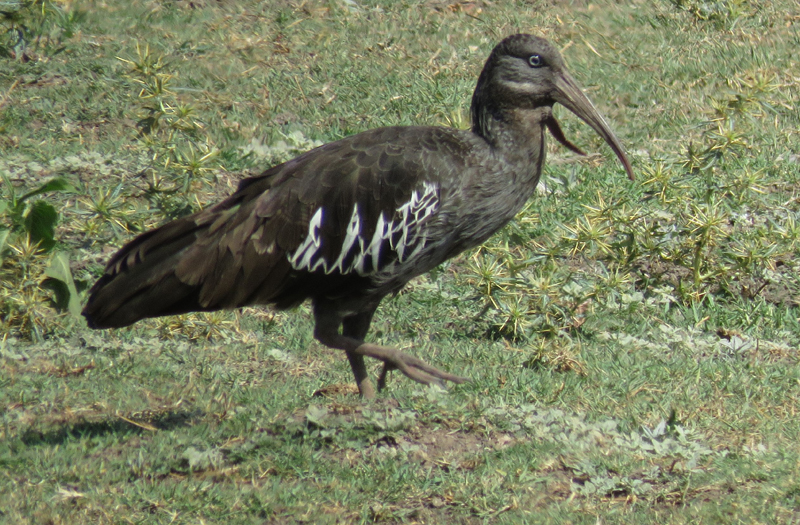 Wattled Ibis. Photo  Gina Nichol. 