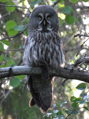 Great Gray Owl. Photo by Gina Nichol.