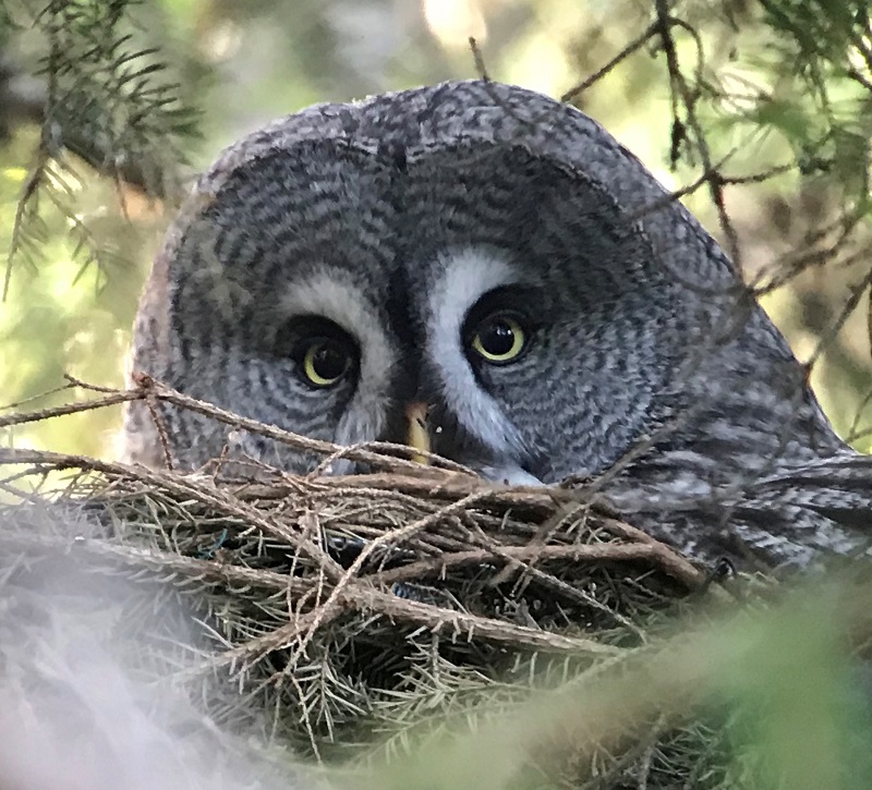 Great Gray Owl. Photo © Gina Nichol. 
