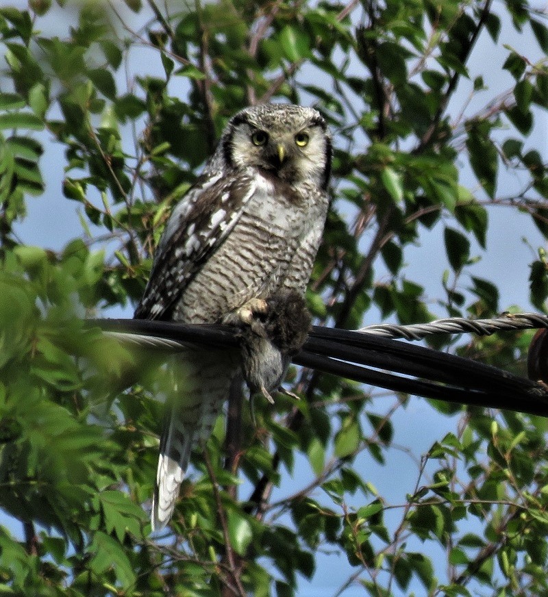 Hawk Owl. Photo © Gina Nichol. 