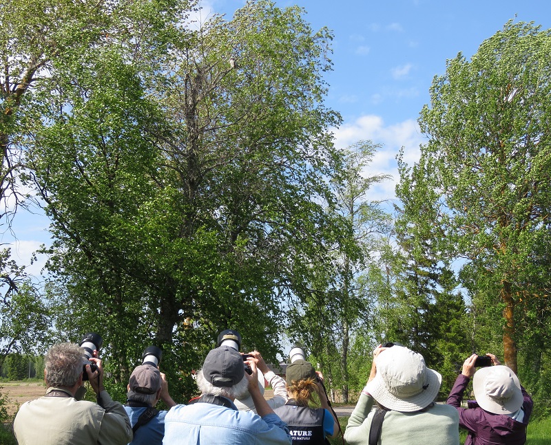 Photographing Northern Hawk Owl. Photo © Gina Nichol.