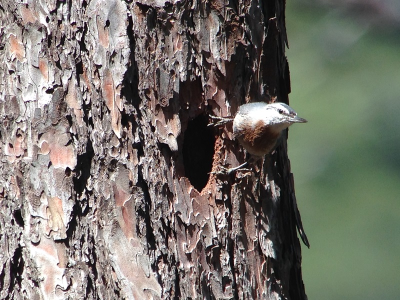 Kruper's Nuthatch, a Lesvos specialty. Photo © Gina Nichol. 
