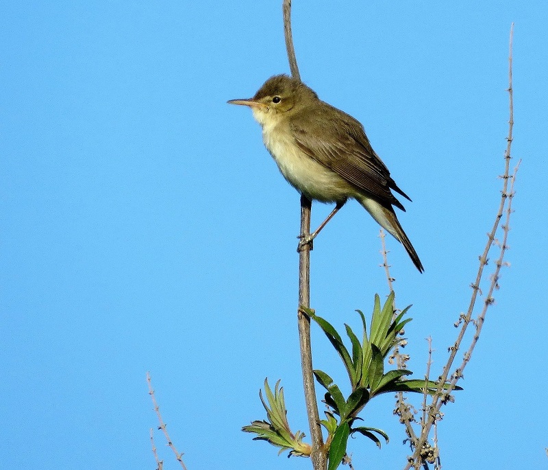 Eastern Olivaceous Warbler. Photo © Gina Nichol.