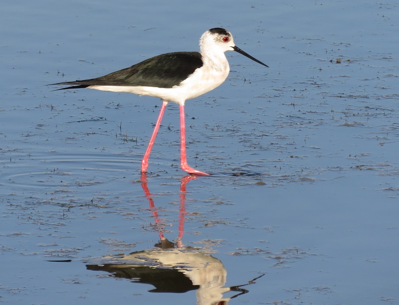 Black-winged Stilt. Photo © Gina Nichol.
