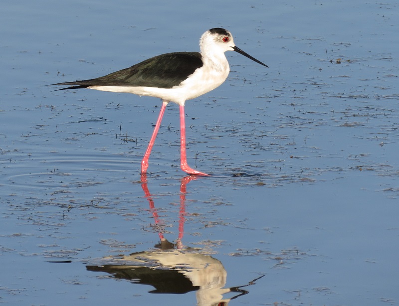 Black-winged Stilt. Photo © Gina Nichol. 