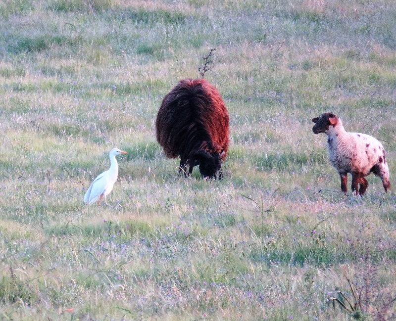 attle Egret (a handful of records on Lesvos). Photo © Gina Nichol.