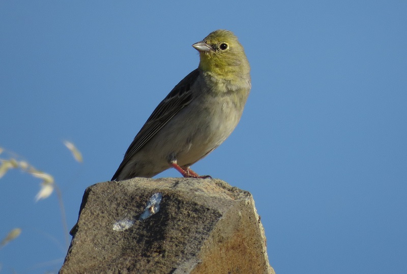 Cinerous Bunting, a Lesvos specialty. Photo © Gina Nichol. 