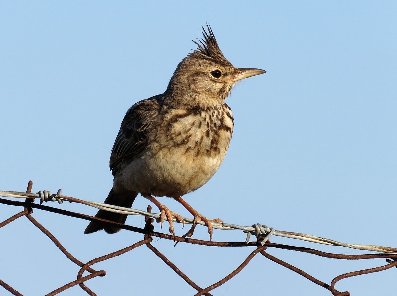 Crested Lark. Photo © Gina Nichol.