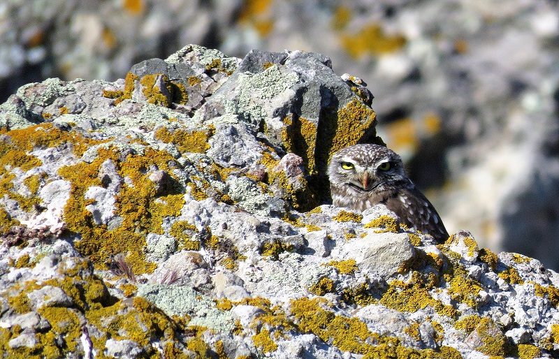 Little Owl. Photo © Gina Nichol.