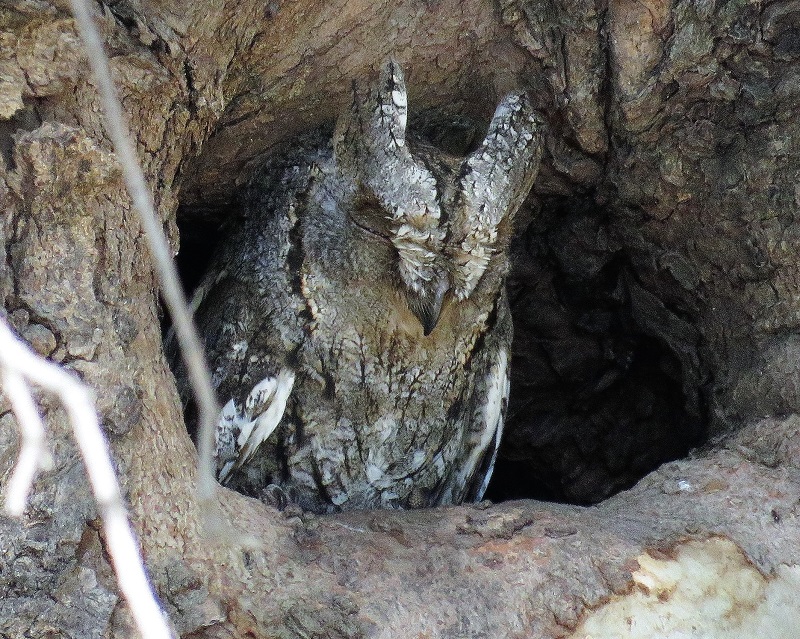 Scops Owl. Photo © Gina Nichol.