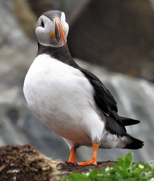 Atlantic Puffin. Photo by Gina Nichol