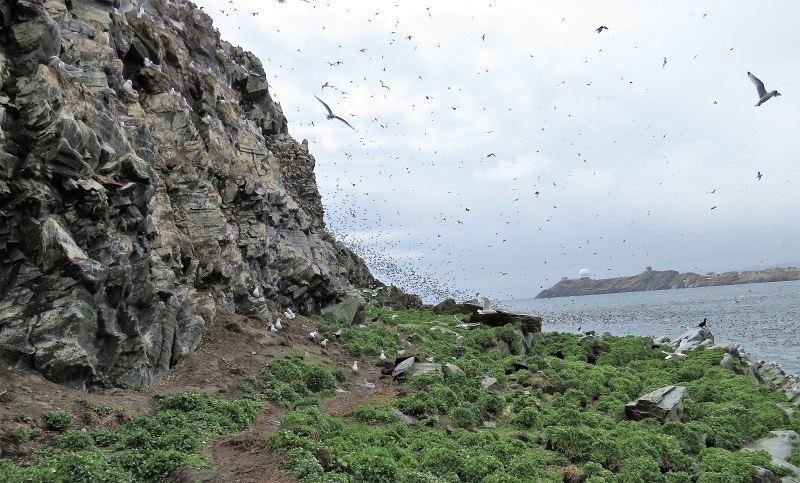 River of birds coming off Hornoya, flushed by a White-tailed Eagle. Photo © Gina Nichol. 