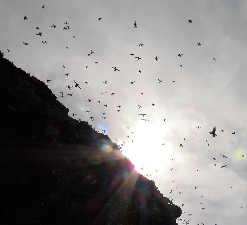 Seabirds coming off the cliffs of Hornoya. Photo © Gina Nichol. 