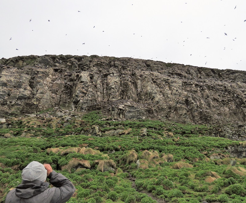 Bird Cliffs of Hornoya. Photo © Gina Nichol. 