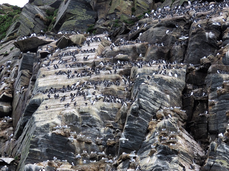 Murres & Kittiwakes on Hornoya bird cliffs. Photo © Gina Nichol. 