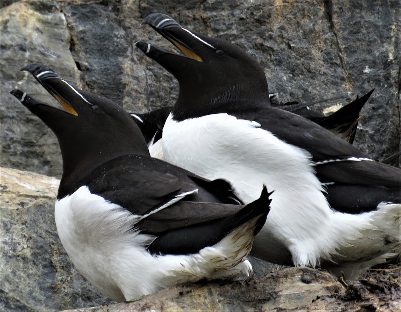 Razorbills. Photo © Gina Nichol.