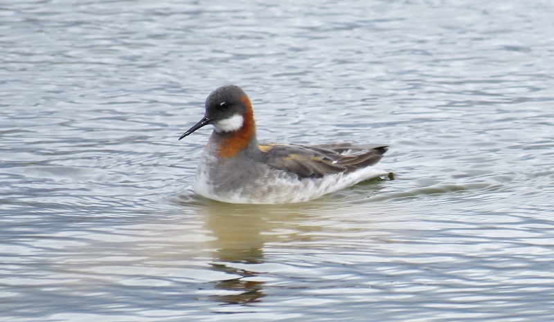 Red-necked Phalarope. Photo © Gina Nichol.