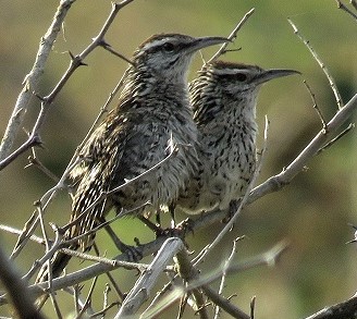 Yucatan Wren, Mexico. Photo by Gina Nichol.