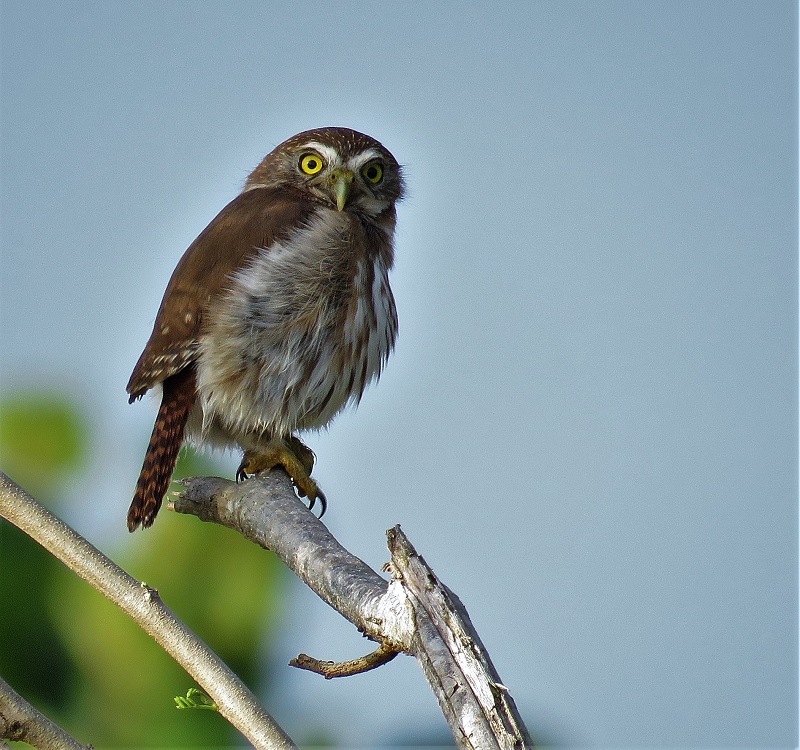 Ferruginous Pygmy Owl. Photo © Gina Nichol. 