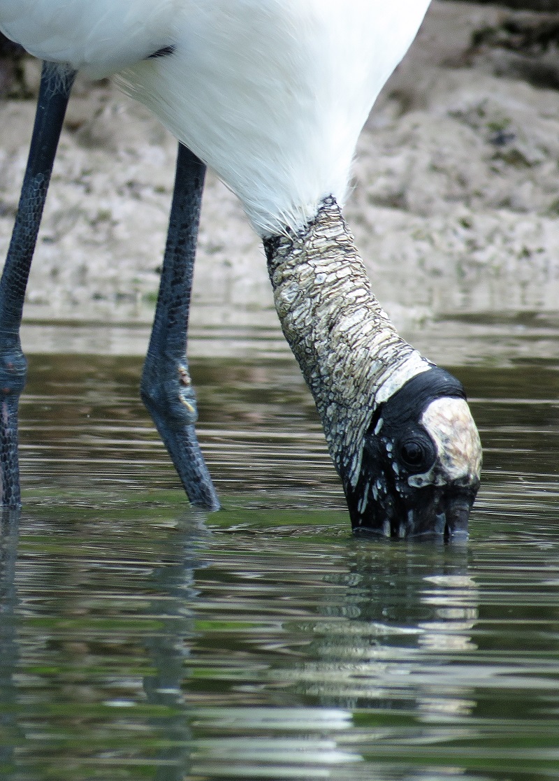 Wood Stork. Photo © Gina Nichol.