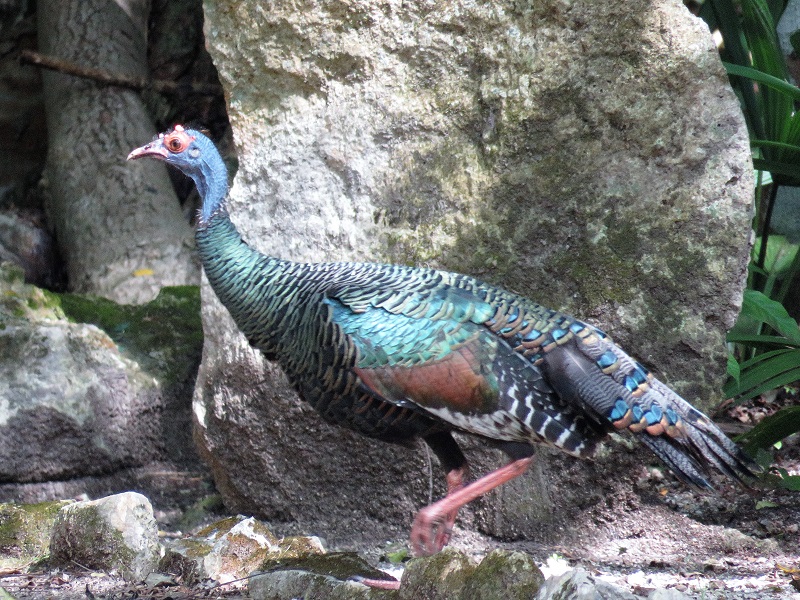 Ocellated Turkey. Photo © Gina Nichol. 