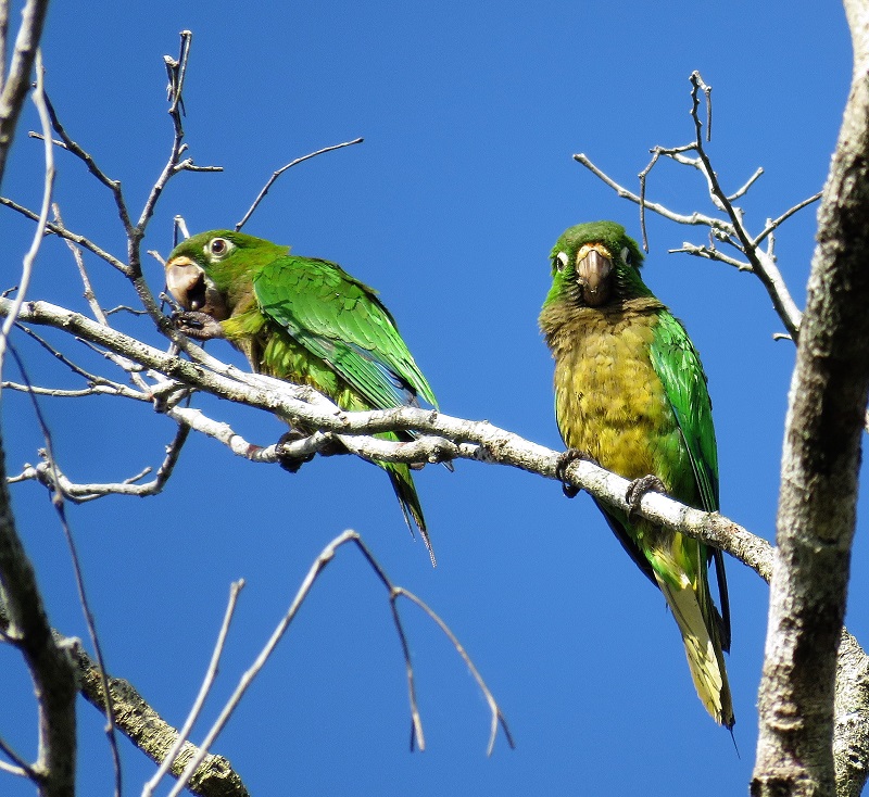 Olive-throated Parakeets. Photo © Gina Nichol.
