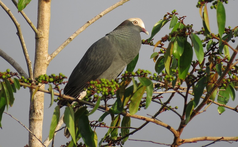 White-crowned Pigeon. Photo © Gina Nichol.