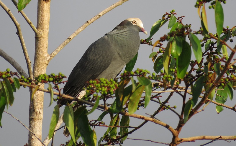 White-crowned Pigeon. Photo © Gina Nichol. 