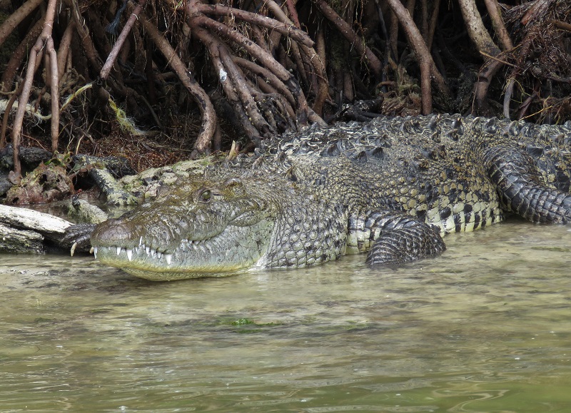 Morelet's Crocodile. Photo © Gina Nichol. 
