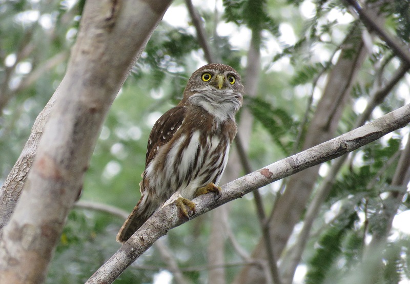 Another Ferruginous Pygmy Owl. Photo © Gina Nichol. 