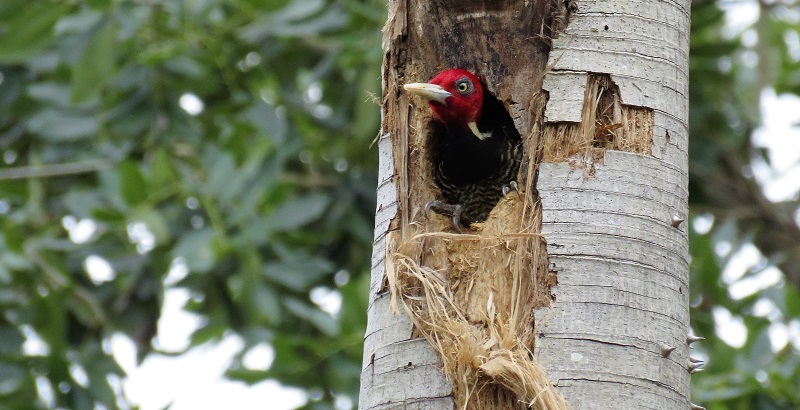 Pale-billed Woodpecker. Photo © Gina Nichol. 