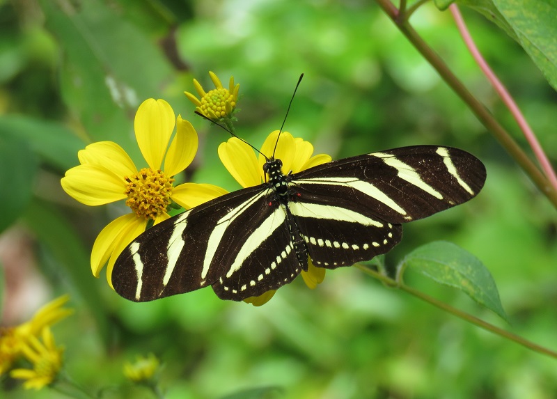 Zebra Longwing. Photo © Gina Nichol.