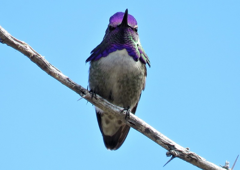 Costa's Hummingbird. Photo © Gina Nichol. 