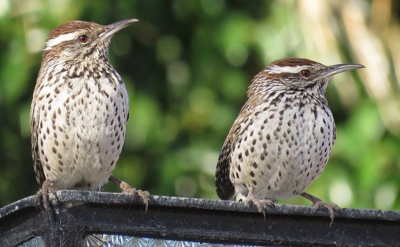 Cactus Wrens. Photo © Gina Nichol. 