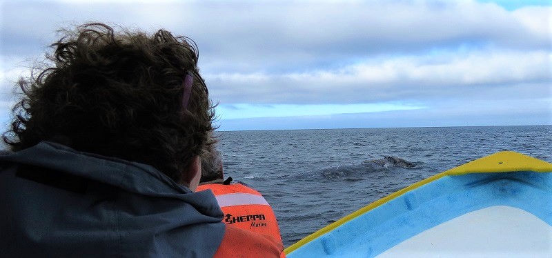 Gray Whale close! Photo © Gina Nichol.