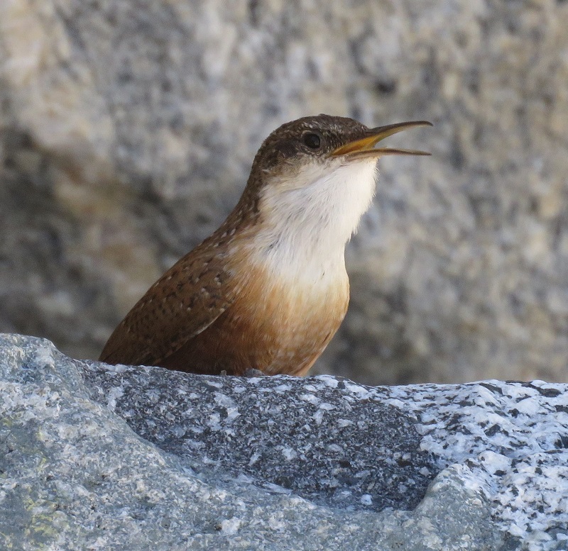 Canyon Wren. Photo © Gina Nichol. 