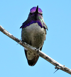 Costa's Hummingbird. Photo © Gina Nichol.