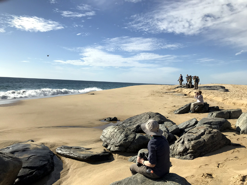 Watching Gray Whales from the Beach. Photo © Gina Nichol.