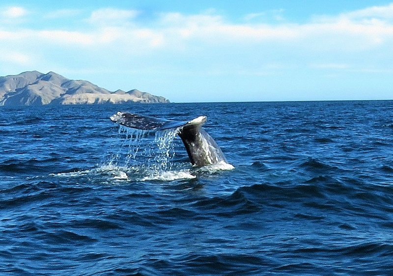 Gray Whale tail. Photo © Gina Nichol.