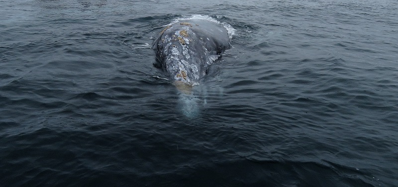 Gray Whale coming toward the boat. Photo © Gina Nichol