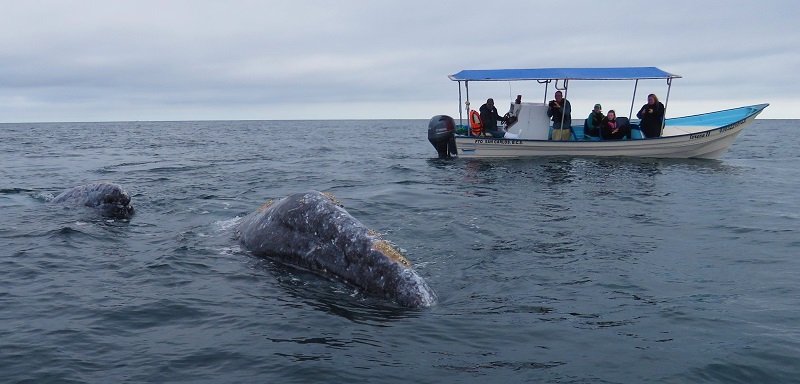 Gray Whales. Photo © Gina Nichol 