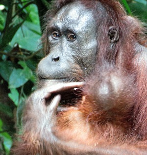 Orangutan. Photo © Gina Nichol. 