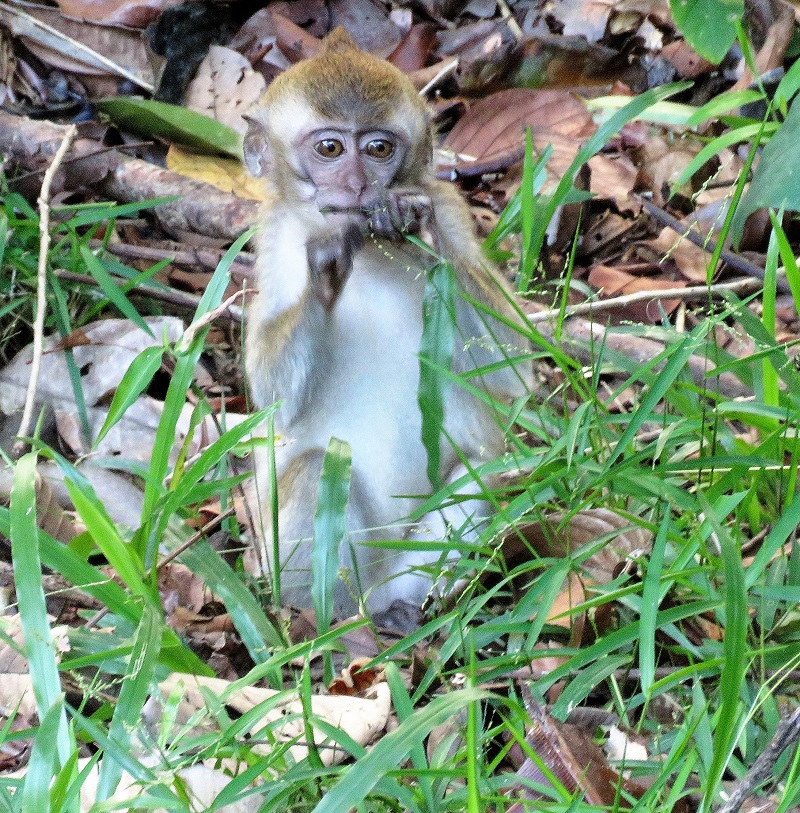 Long-tailed Macaque (or an Ewok!). Photo © Gina Nichol.