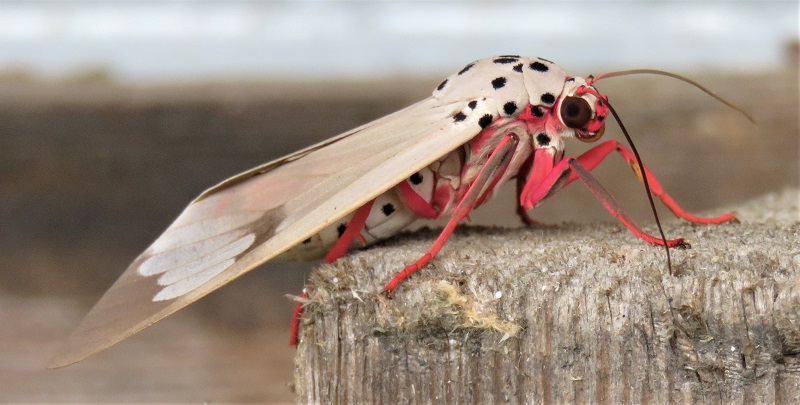 Gorgeous Moth. ID help welcome! Photo © Gina Nichol.