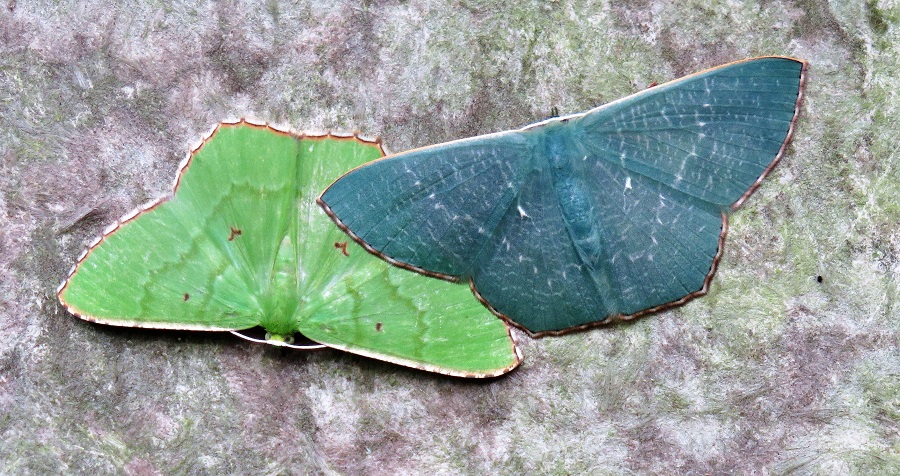 Emerald Moths. ID help welcome! Photo © Gina Nichol.