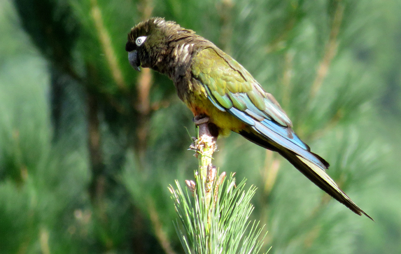 Burrowing Parrot. Photo © Gina Nichol. 